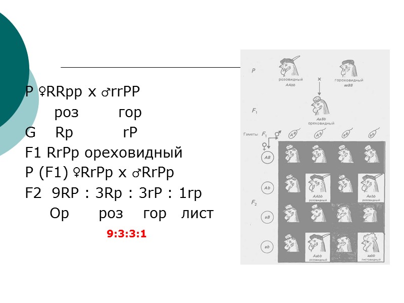 Р ♀RRpp х ♂rrPP       роз   